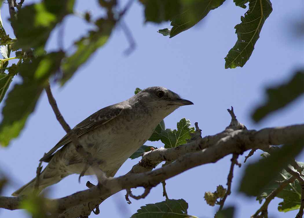 Barred Warbler